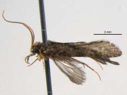 Image of Ecnomidae