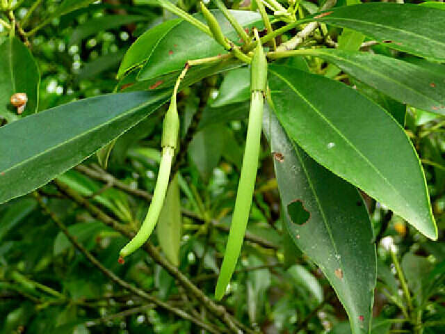 Image of Smallflower Bruguiera