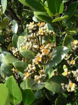 Image of Gray Mangrove