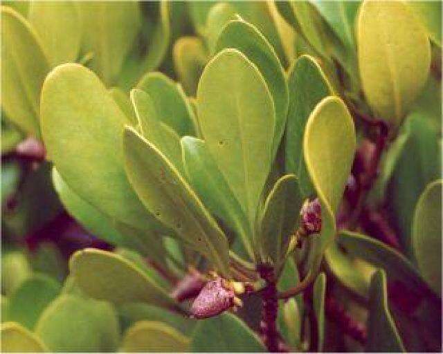 Image of Yellow Mangrove