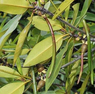 Image of mangrove