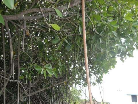 Image of Mangrove