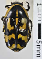 Image of Polyphaga