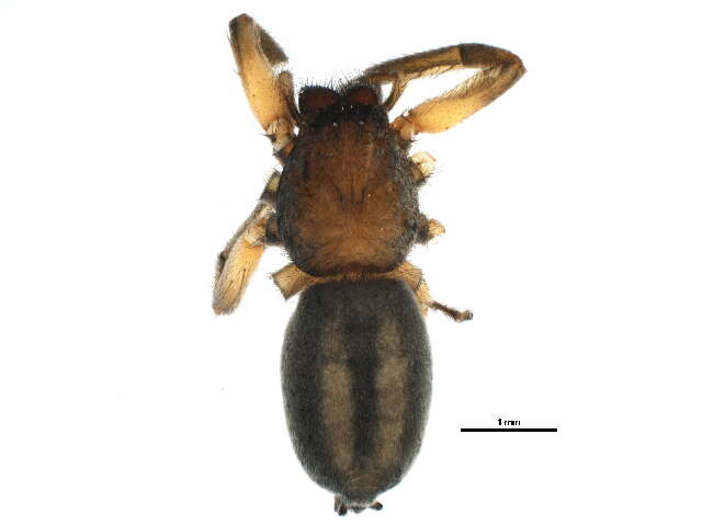 Слика од Gnaphosidae