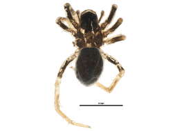 Imagem de Lycosidae