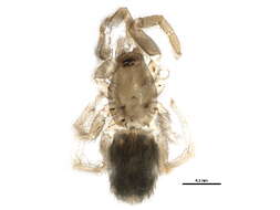 Слика од Gnaphosidae