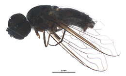 Image of Exoprosopa