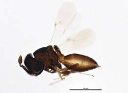 Image of Ceratobaeus