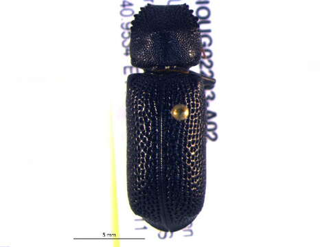 Image of horned powderpost beetles