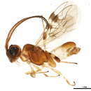 Image of Cheloninae