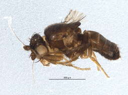 Image of Small dung fly