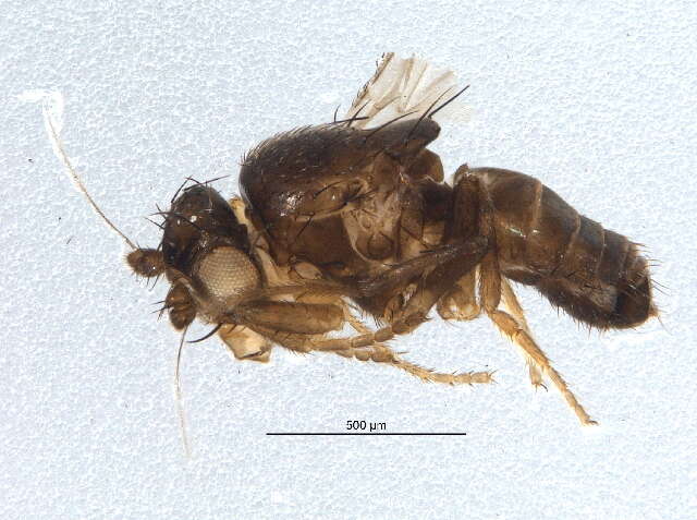 Image of Small dung fly