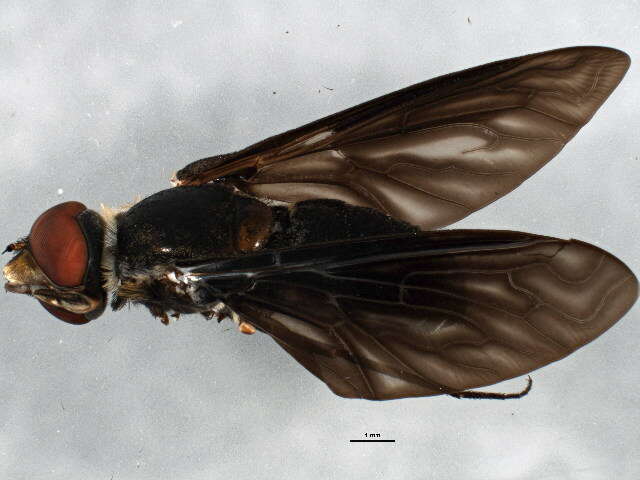 Image of flies