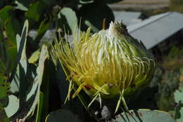 Image of protea