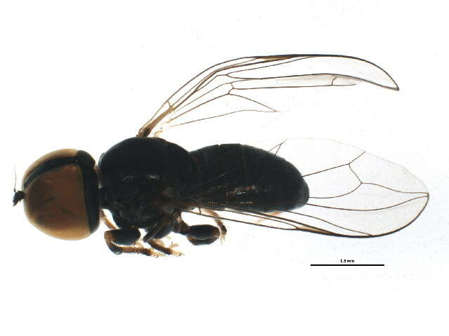 Слика од Dasydorylas australinus Kuznetzov 1994