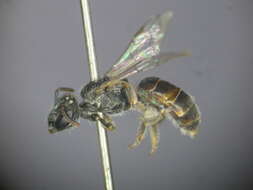 Lasioglossum mundulum (Cockerell 1916)的圖片