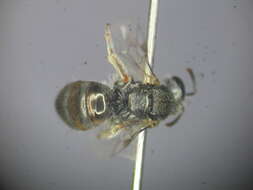 Lasioglossum mundulum (Cockerell 1916)的圖片