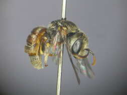 Lasioglossum platychilum Walker 1999 resmi