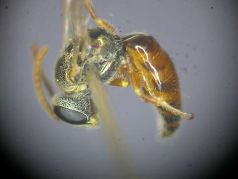 Lasioglossum dotatum (Cockerell 1912)的圖片