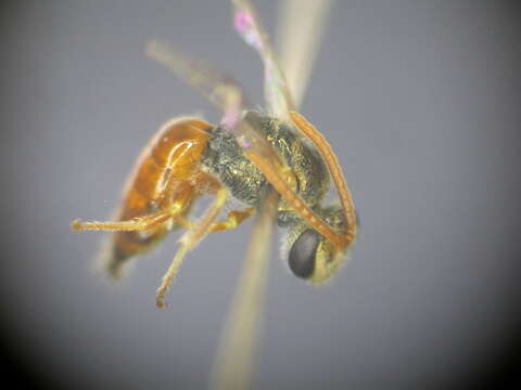 Lasioglossum dotatum (Cockerell 1912)的圖片