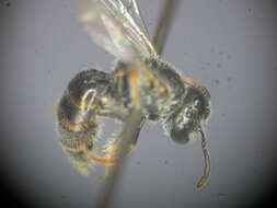 Lasioglossum mundulum (Cockerell 1916)的圖片