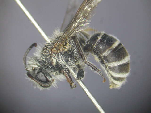 Image of Trichocolletes