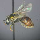 Image of Lasioglossum immaculatum Walker 1995