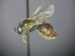 Image of Lasioglossum immaculatum Walker 1995