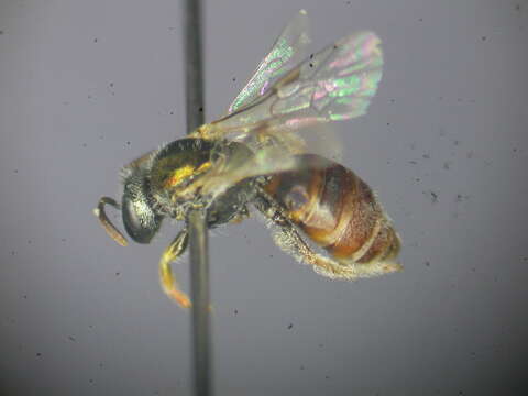 Lasioglossum immaculatum Walker 1995的圖片