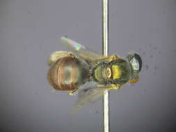 Image of Lasioglossum immaculatum Walker 1995