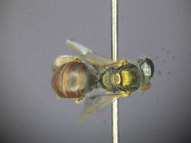 Image of Lasioglossum immaculatum Walker 1995