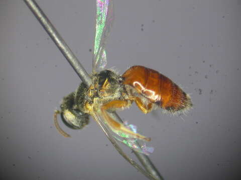 Lasioglossum dotatum (Cockerell 1912)的圖片