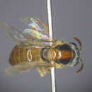 Image of Lasioglossum ochroma Walker 1995