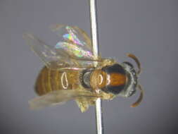 Image de Lasioglossum ochroma Walker 1995