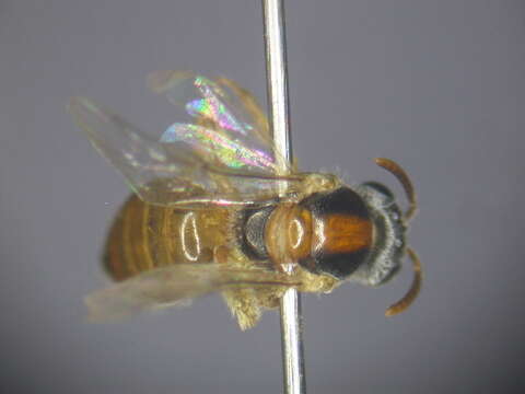 Image of Lasioglossum ochroma Walker 1995