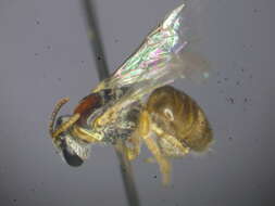 Image de Lasioglossum ochroma Walker 1995