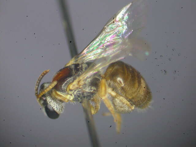 Lasioglossum ochroma Walker 1995的圖片