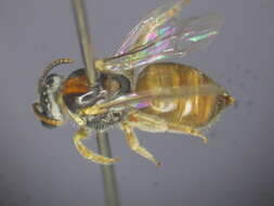 Image de Lasioglossum ochroma Walker 1995