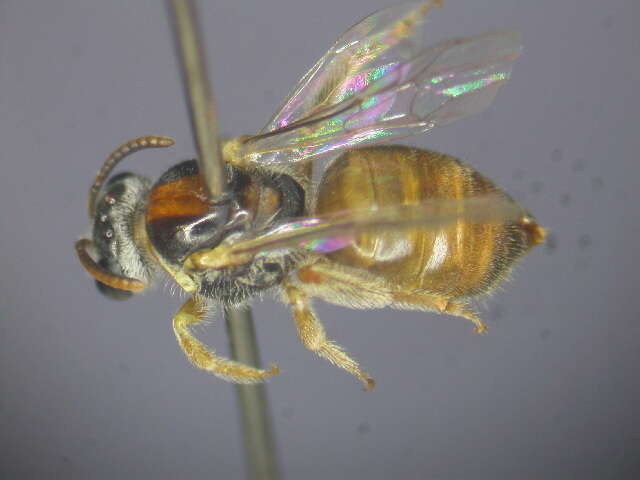 Lasioglossum ochroma Walker 1995的圖片