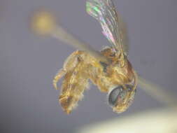 Image de Lasioglossum ochroma Walker 1995