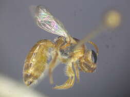 Image de Lasioglossum ochroma Walker 1995