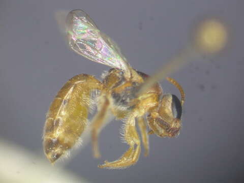 Image de Lasioglossum ochroma Walker 1995