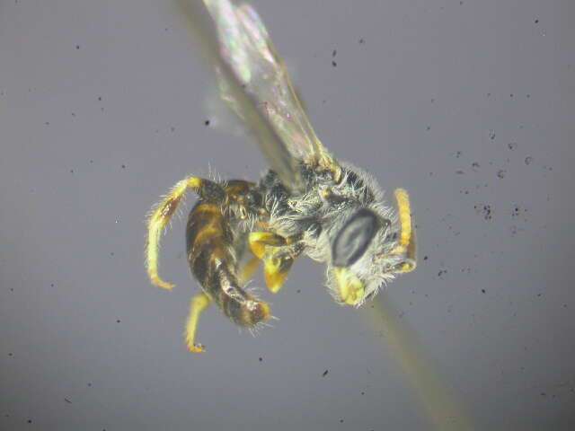 Image of Lasioglossum immaculatum Walker 1995