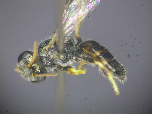 Image of Lasioglossum immaculatum Walker 1995