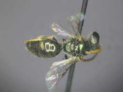 Image of Lasioglossum immaculatum Walker 1995