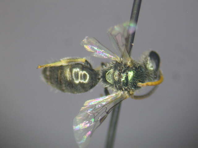 Image of Lasioglossum immaculatum Walker 1995