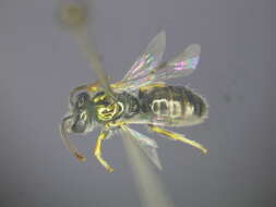 Image of Lasioglossum immaculatum Walker 1995