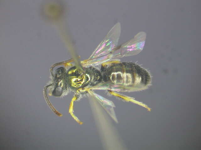 Image of Lasioglossum immaculatum Walker 1995