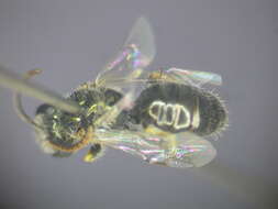 Image of Lasioglossum immaculatum Walker 1995