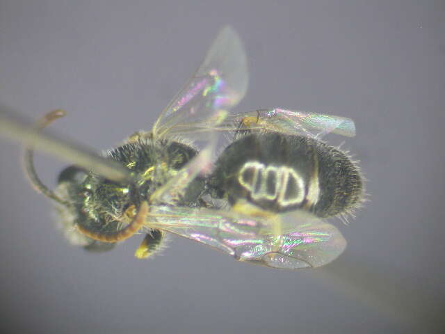 Image of Lasioglossum immaculatum Walker 1995